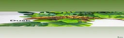 Gecko reptiles for sale: Mixed crested geckos  - Advert 5