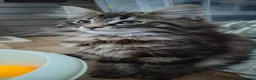 Norwegian Forest Cat cats for sale: Beautiful Pedigree Norwegian Forest kittens - Advert 10