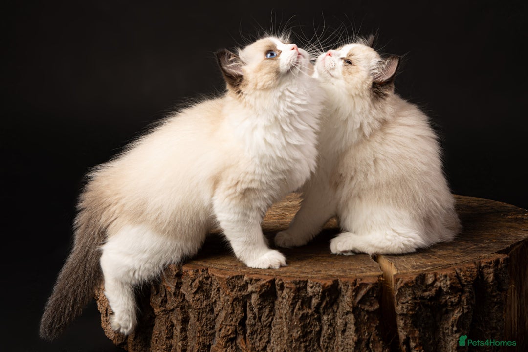 Ragdoll cats for sale: Champion Lines - Ragdoll Kittens - Advert 26