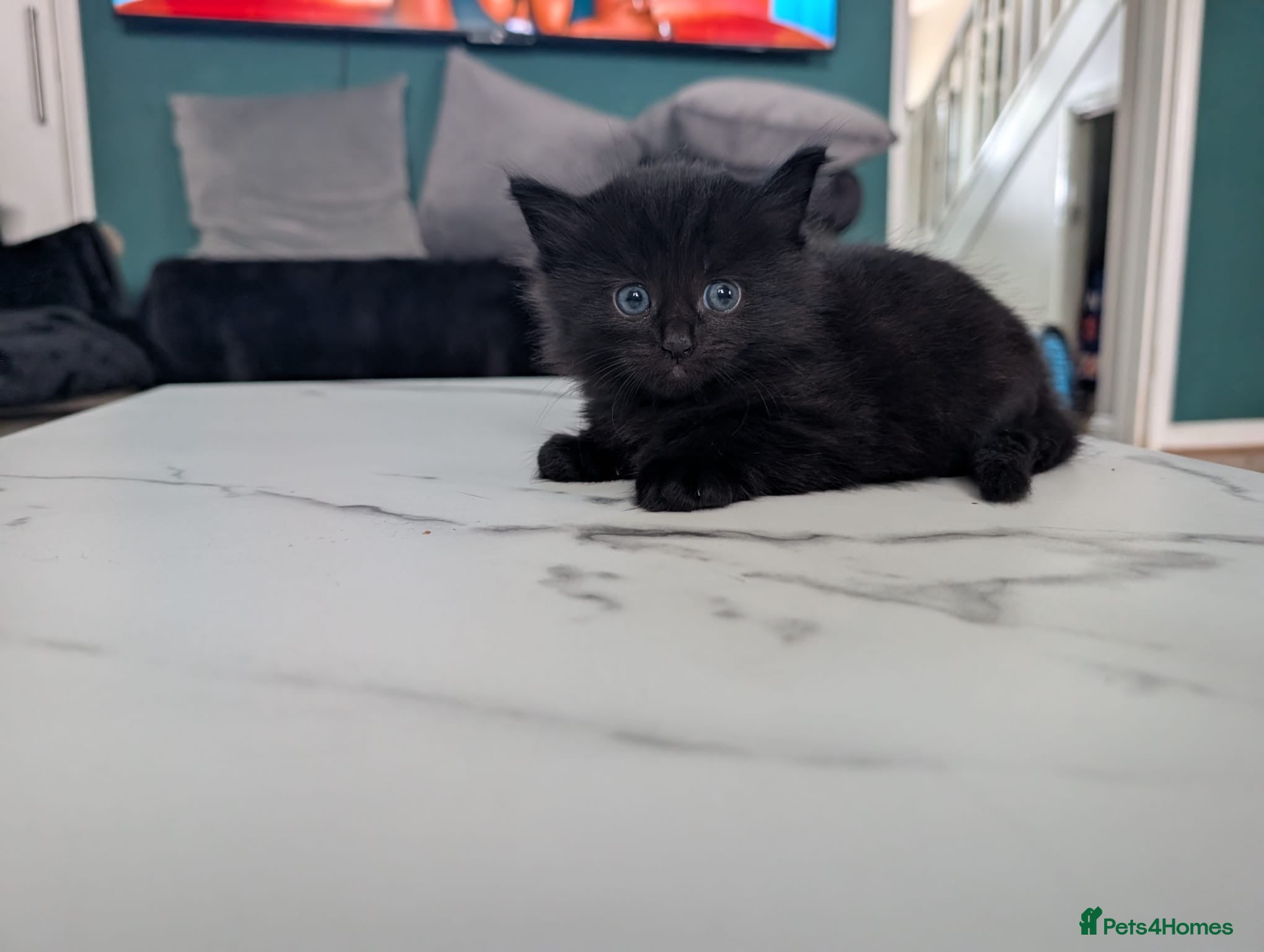 Mixed Breed cats Beautiful half Maine Coon Kittens available - Advert 1
