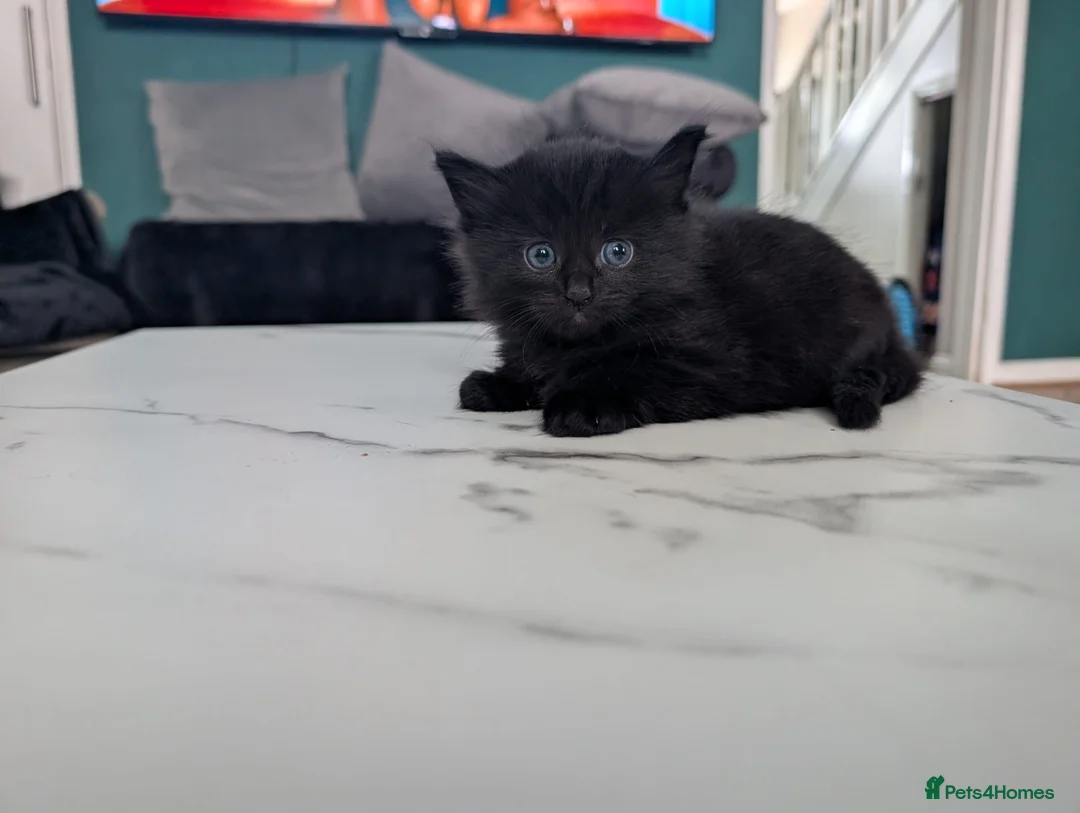 Mixed Breed cats for sale: Beautiful half Maine Coon Kittens available - Advert 1