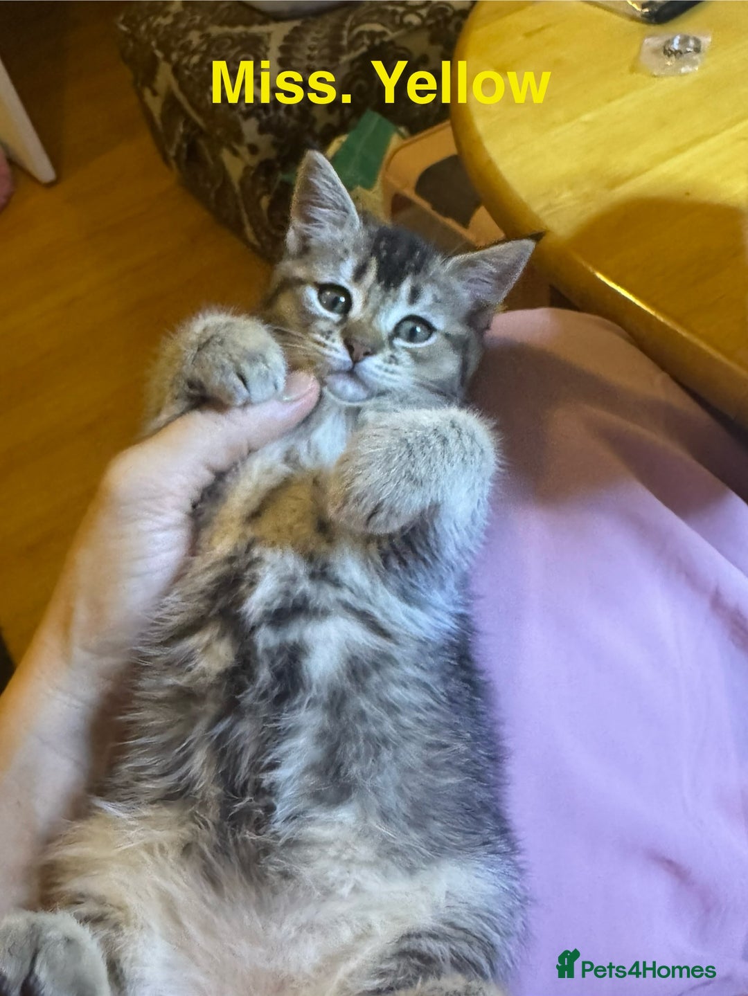 Domestic Shorthair cats for sale: Adorable Loving Kittens Looking for Forever Homes! - Advert 2