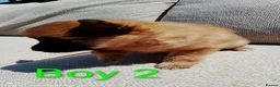 Pomeranian dogs for sale: 1 girl and 2boys - Advert 17