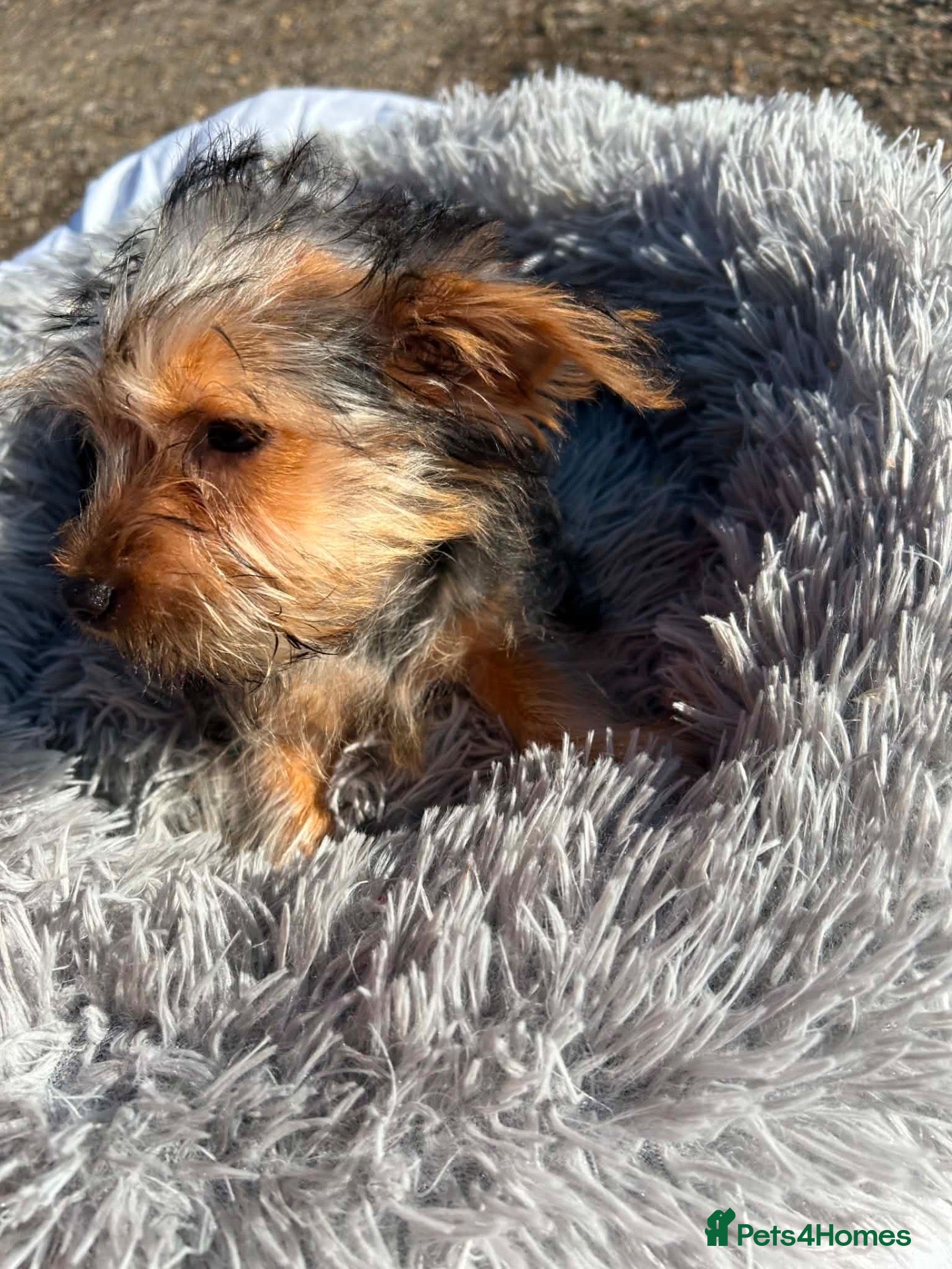 Yorkshire Terrier dogs Yorkshire terriers  - Advert 2