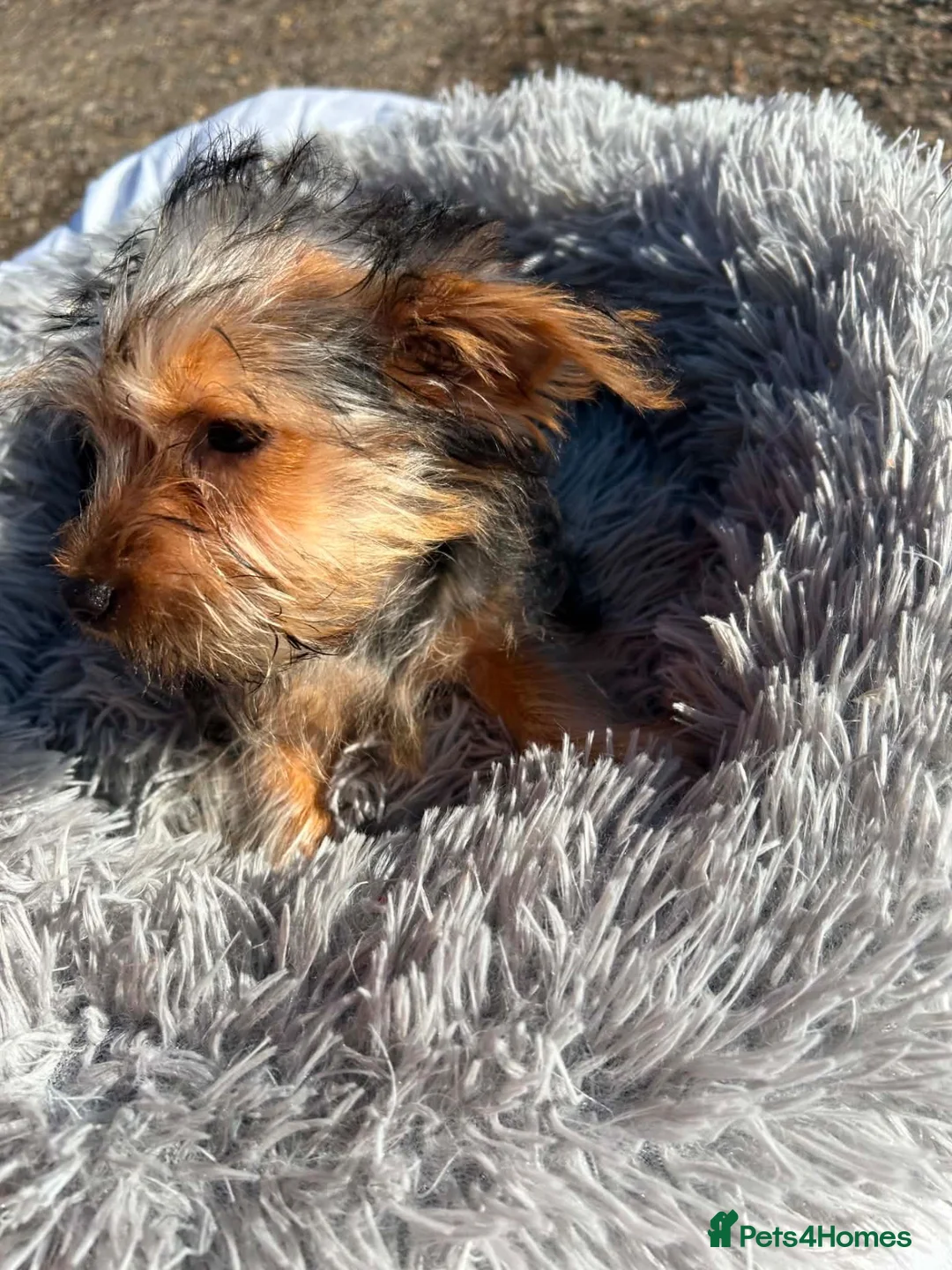Yorkshire Terrier dogs for sale: Yorkshire terriers  - Advert 1