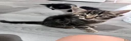 Mixed Breed cats for sale: Kittens for sale ready to go  - Advert 8