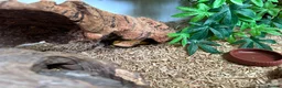 Bearded Dragon reptiles for sale: 2 bearded dragons  in Plymouth - Advert 8