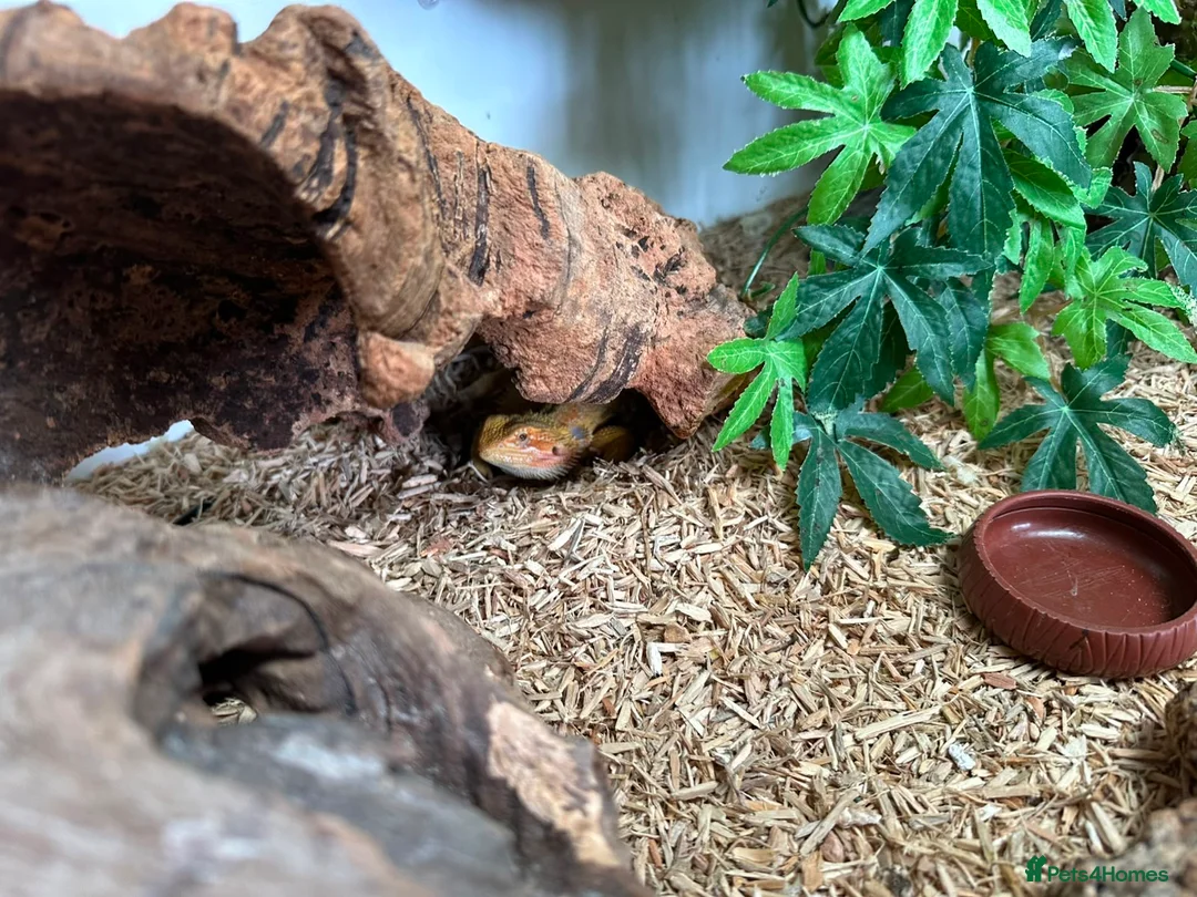 Bearded Dragon reptiles for sale: 2 bearded dragons  in Plymouth - Advert 8