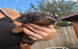 Miniature Dachshund dogs for sale: Beautiful kc registered miniature dachshunds  - Image 12