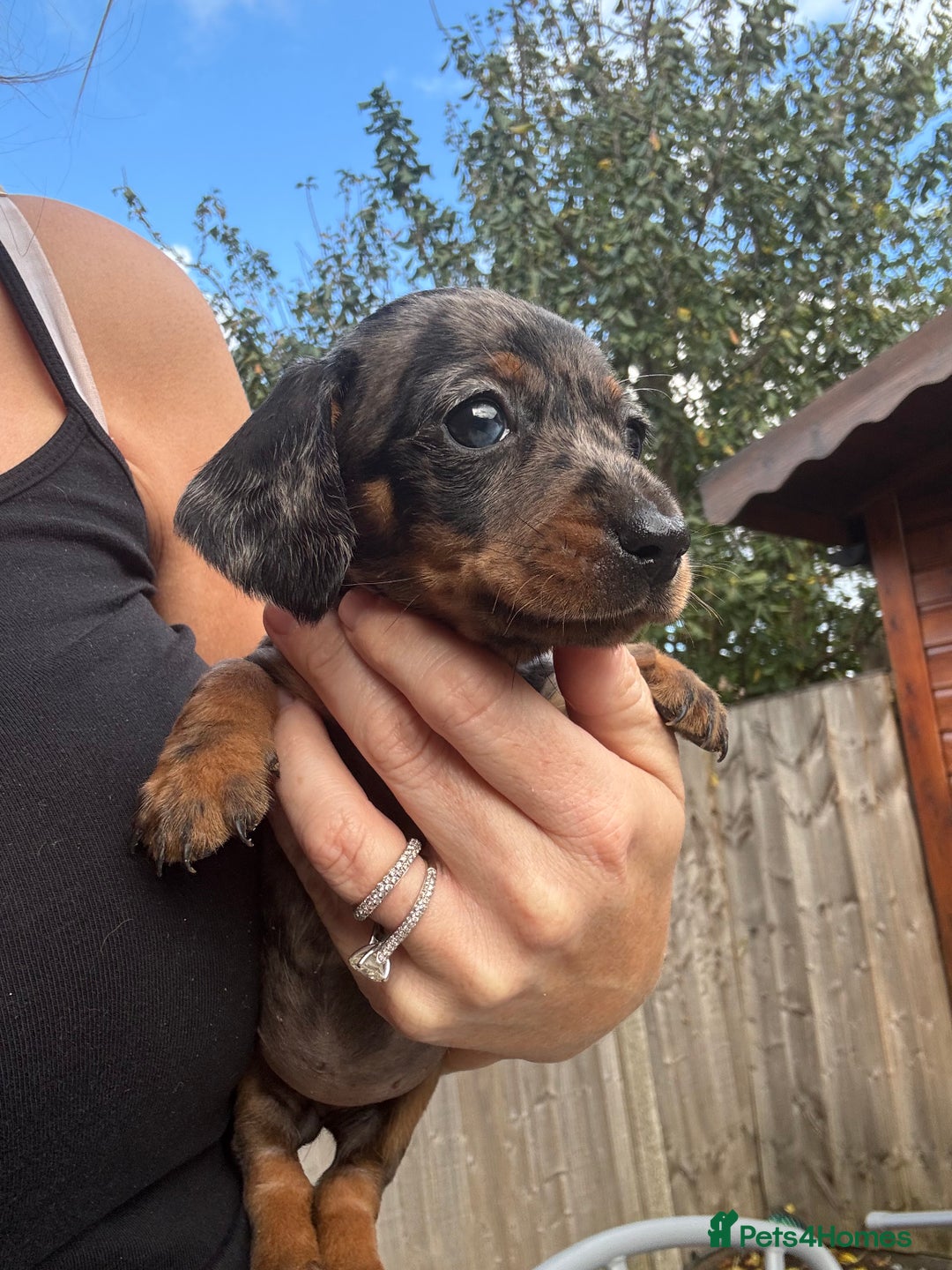 Miniature Dachshund dogs for sale: Beautiful kc registered miniature dachshunds  - Image 12