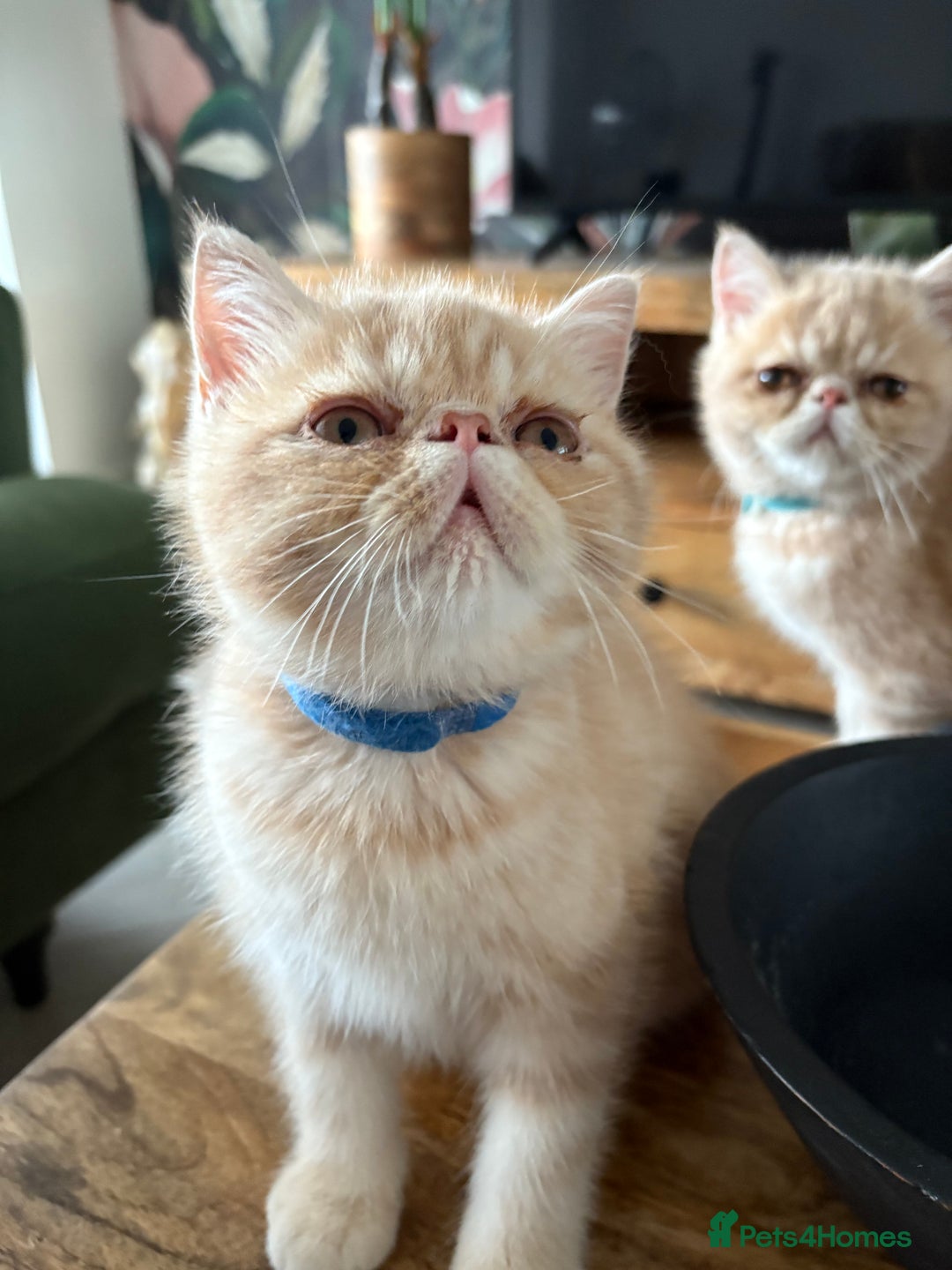 Exotic cats for sale: Last one Gorgeous Exotic boy ready now  - Image 5