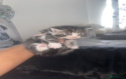 Mixed Breed cats for sale: 5 x Beautiful Bengal Mixed Kittens for Sale  - Image 7