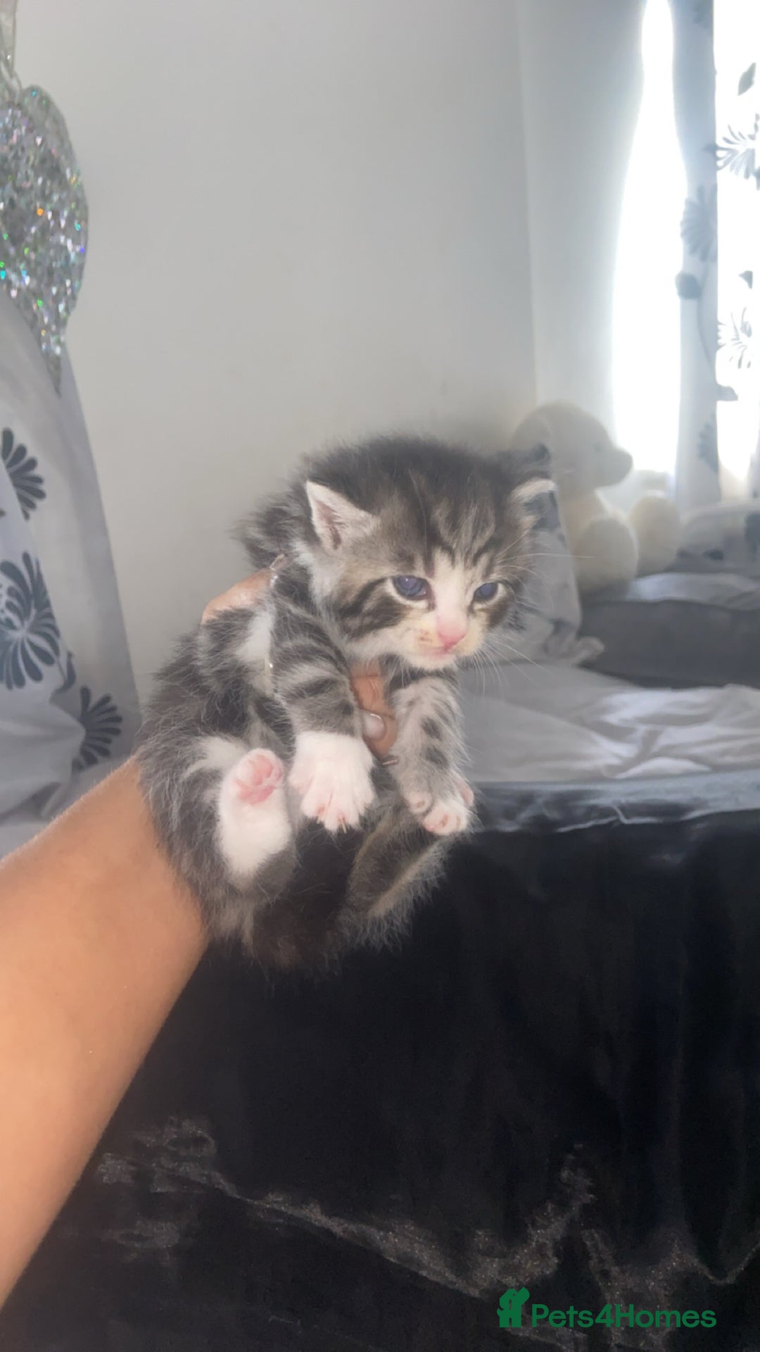 Mixed Breed cats for sale: 5 x Beautiful Bengal Mixed Kittens for Sale  - Image 7