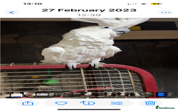 Cockatoo birds for sale: Cockatoo male  - Advert 3