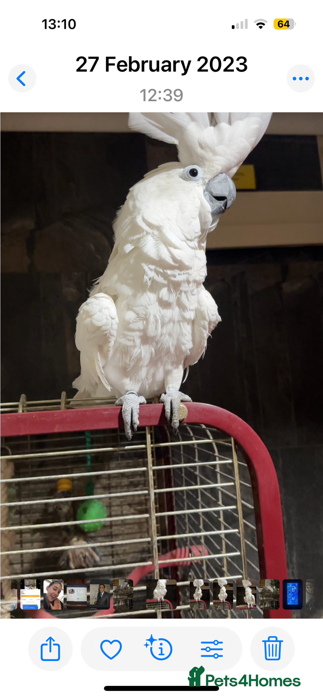 Cockatoo birds for sale: Cockatoo male  - Advert 3