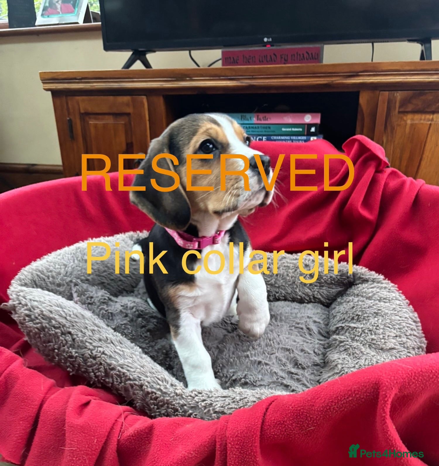 Beagle dogs Beautiful Beagle Puppies for sale - Advert 2