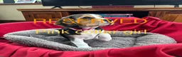 Beagle dogs for sale: Beautiful Beagle Puppies for sale - Advert 4