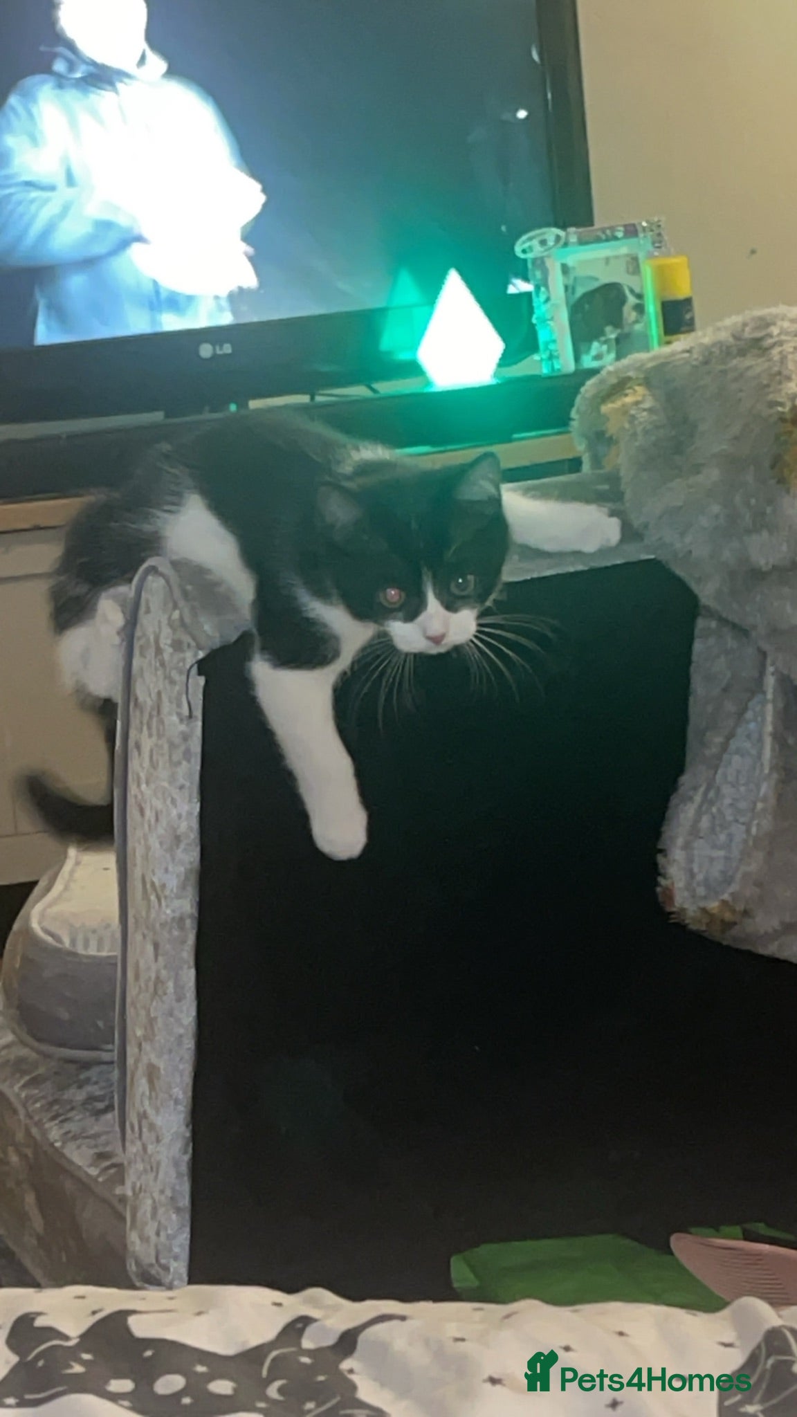 Persian cats Willow  - Advert 1
