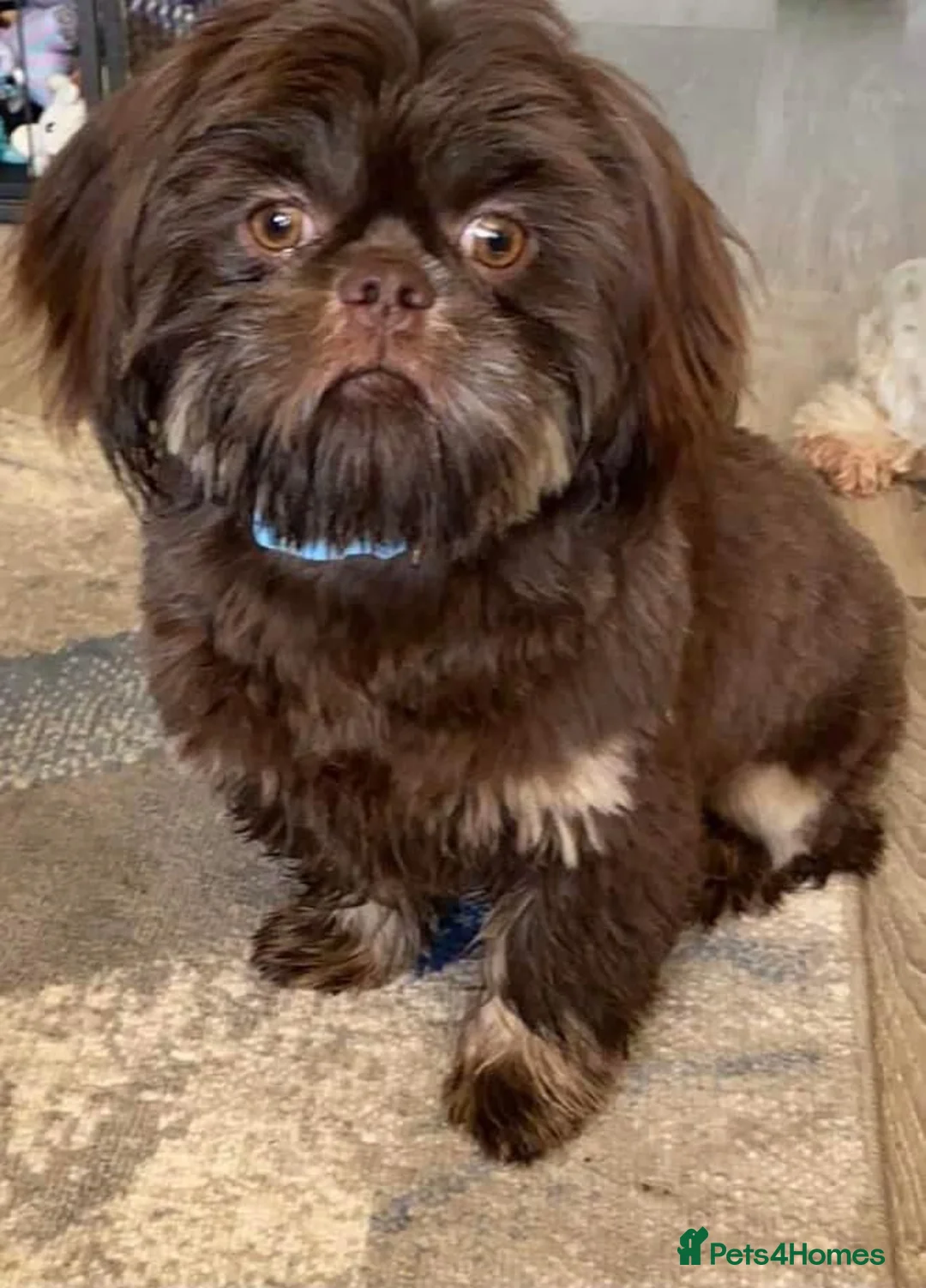 Shih Tzu dogs for stud: Kc standard & imperial for stud  in Largs - Advert 4