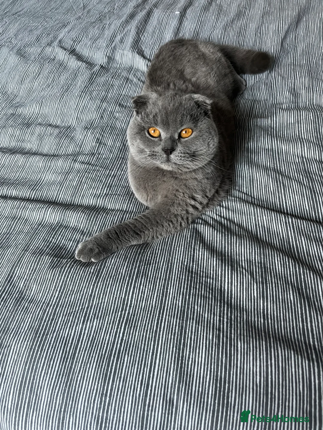 Scottish Fold cats for stud: Blue Scottishfold for Stud  - Advert 1