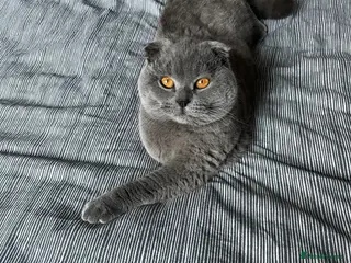 Scottish Fold cats Blue Scottishfold for Stud - Advert 5