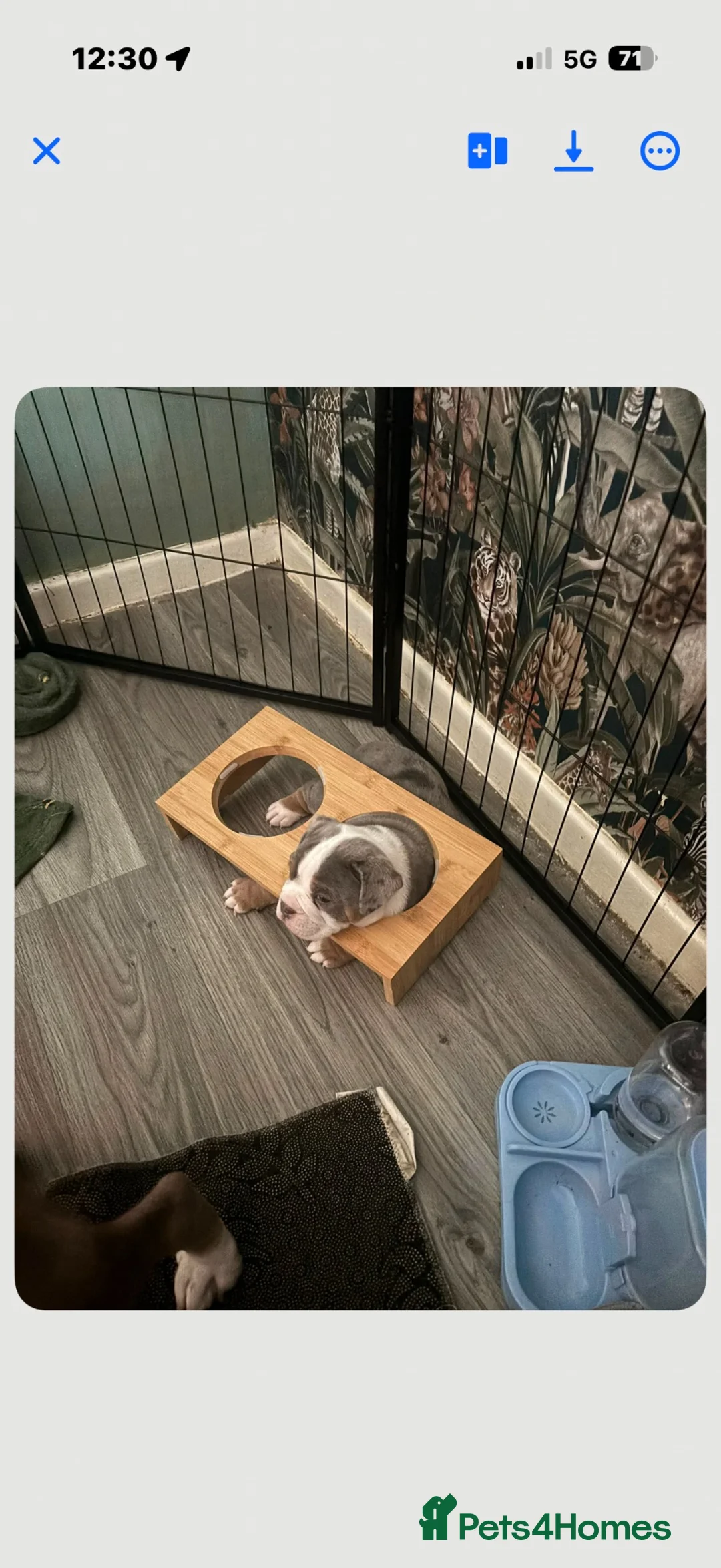 Olde English Bulldogge dogs for sale: One of a kind male puppy - Advert 2