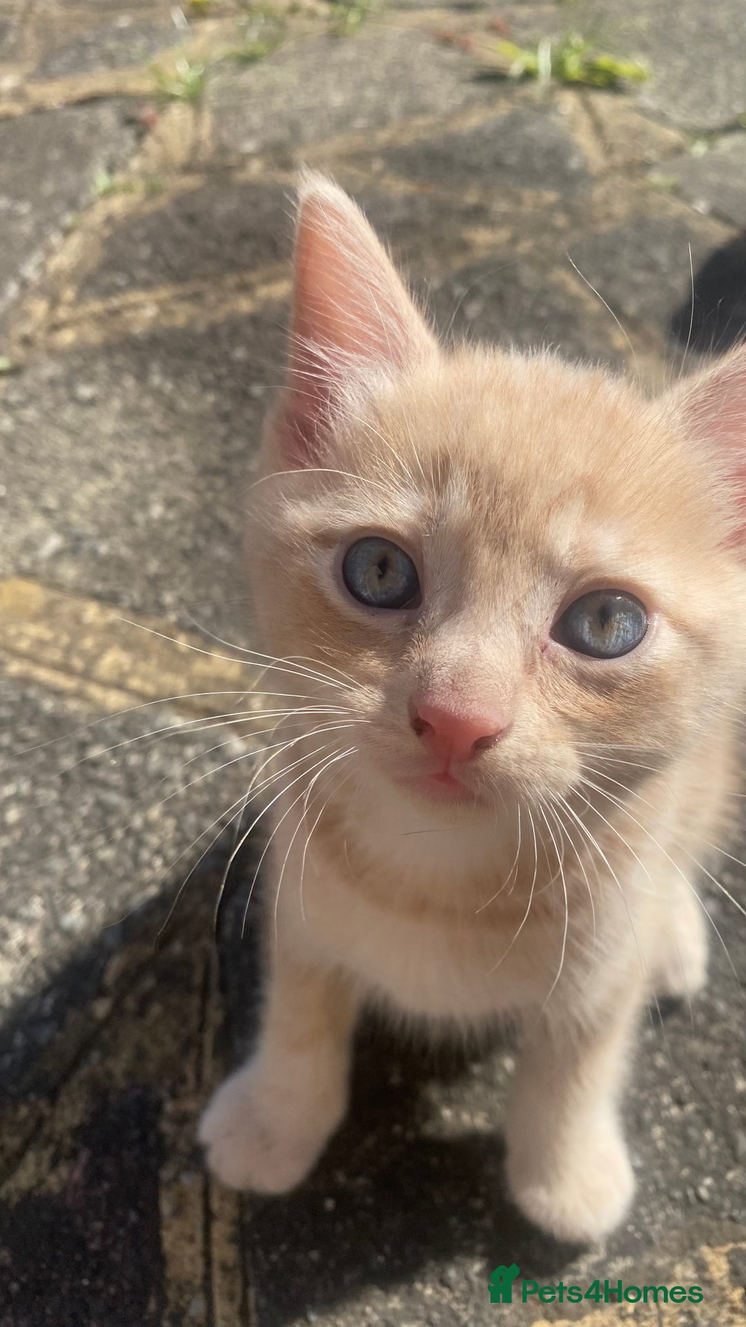 Mixed Breed cats for sale: 3 2 month old TORTIE x BRITISH SHORTHAIR KITTENS - Image 5