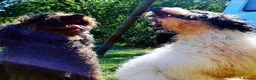 Cockapoo dogs for sale: 7 x F2 cockerpoo puppies 4 boys 3 girls - Advert 11
