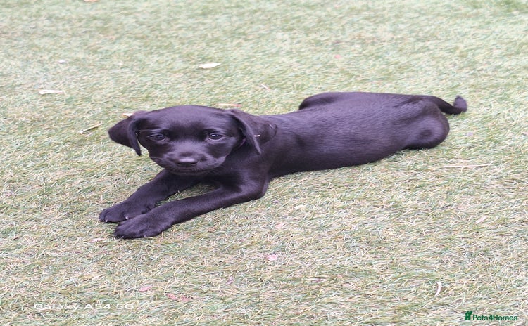 Labrador Retriever dogs - Advert 5