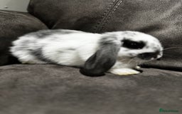 Mini Lop rabbits for sale: Gorgeous Mini Lops Available  - Advert 16