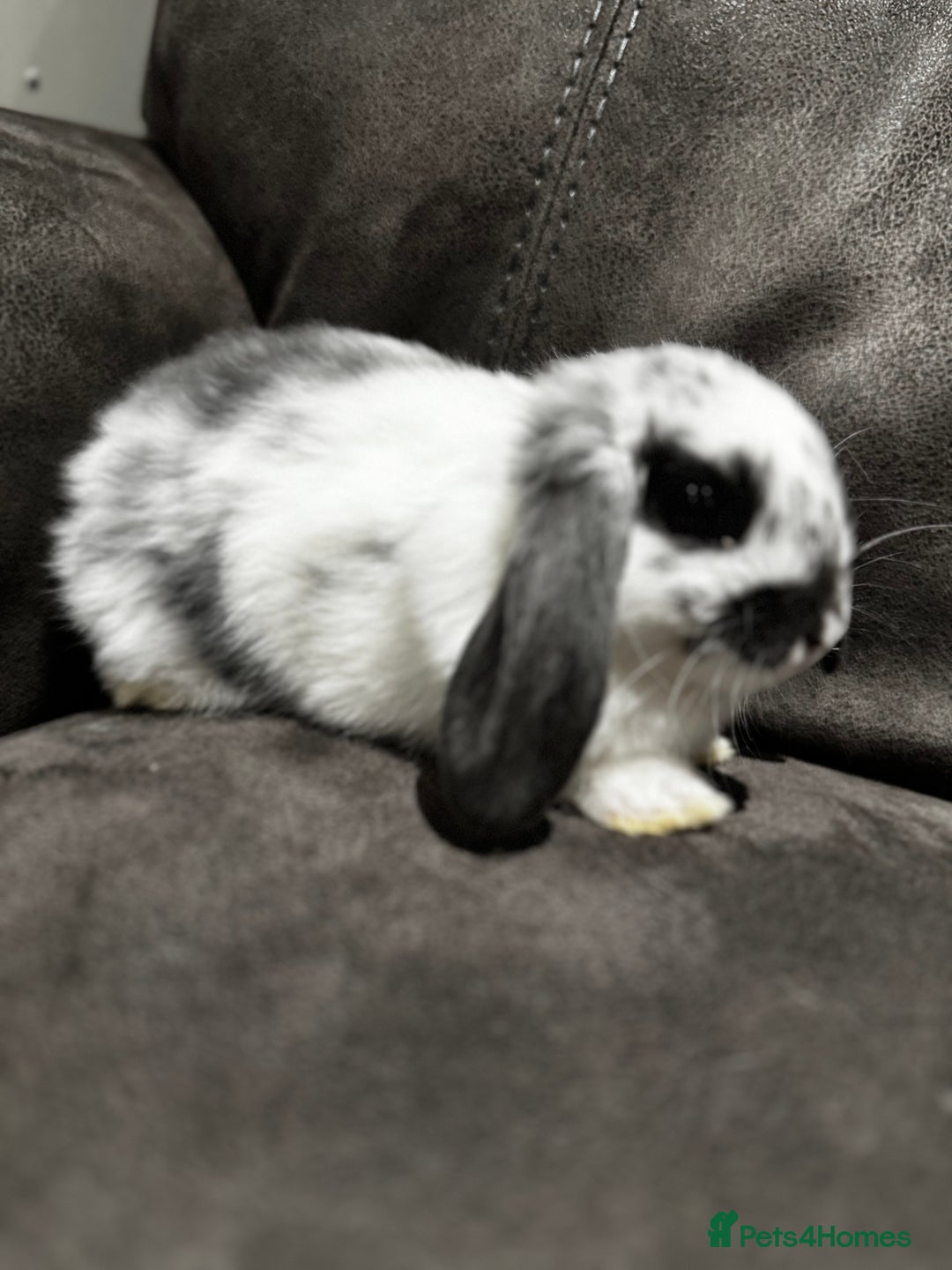 Mini Lop rabbits for sale: Gorgeous Mini Lops Available  - Advert 16