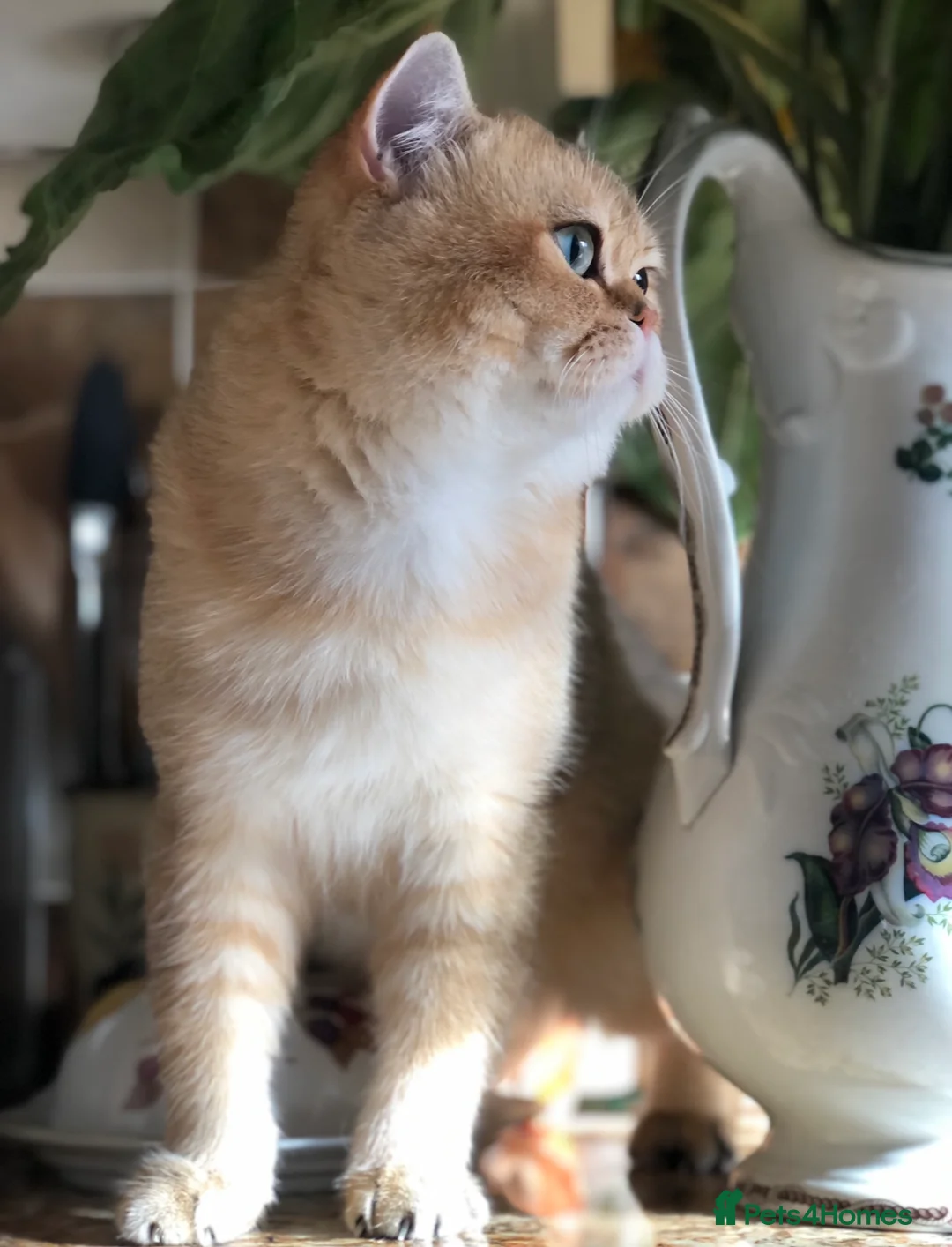 British Shorthair cats for stud: Love Bug NY12 for Stud Duties ONLY in Alton - Advert 12