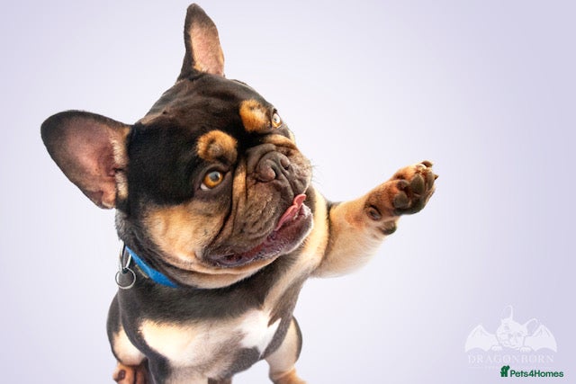 French Bulldog dogs QUALITY COCO &amp; TAN QUAD SILVER HEALTH TESTED + in Stoke-on-Trent - Advert 24