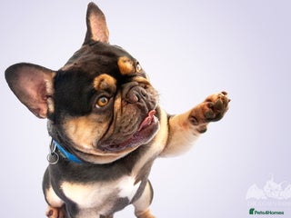 French Bulldog dogs in Stoke-on-Trent - Advert 11