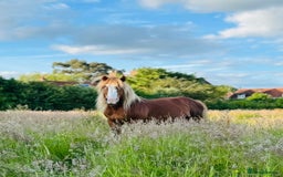 Ardennes horses for sale: For loan - Belgian draft stallion amazing hack  - Image 3