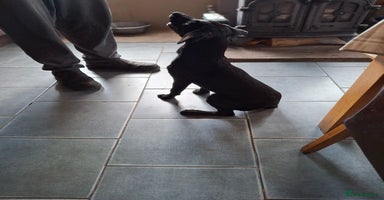 Labrador Retriever dogs in King's Lynn - Advert 7