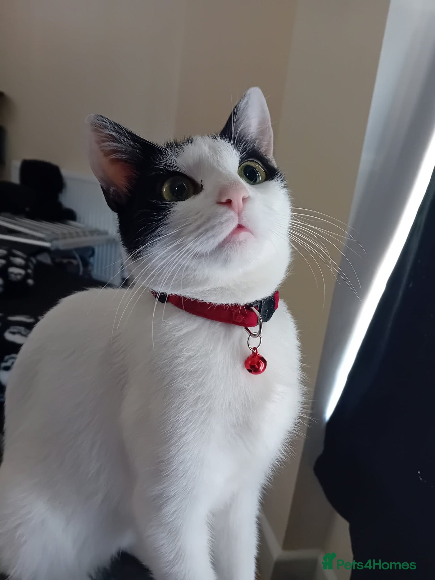 Domestic Shorthair cats   **   - Advert 2