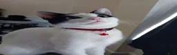 Domestic Shorthair cats for sale:   **   in Abergele - Advert 1