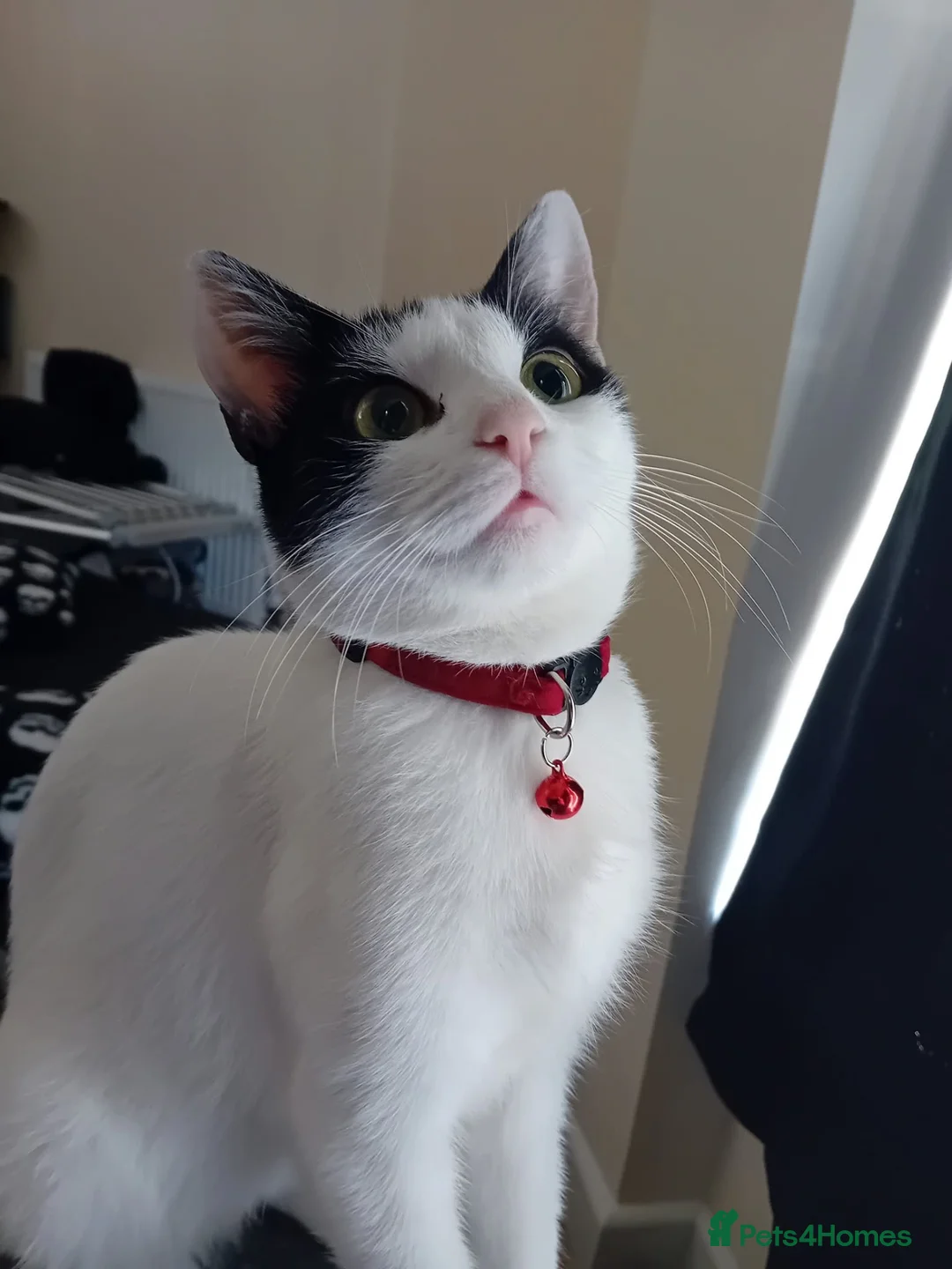 Domestic Shorthair cats for sale:   **   in Abergele - Advert 1