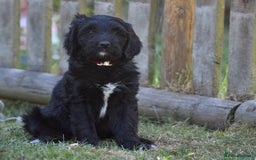 Labradoodle dogs for sale: Beautiful Puppies Ready for the Summer Holidays - Image 23