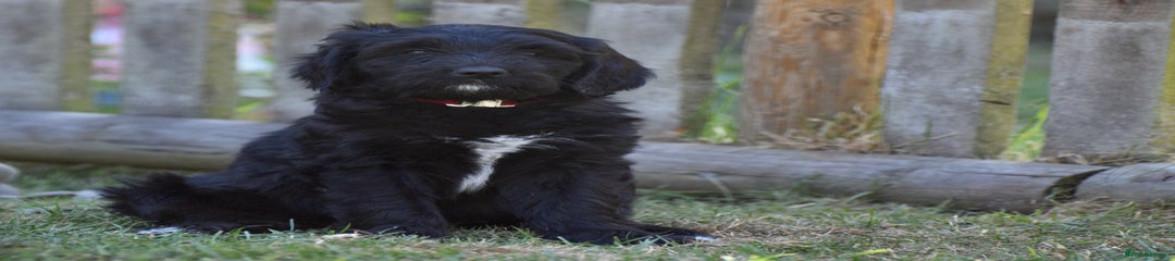 Labradoodle Puppy 5