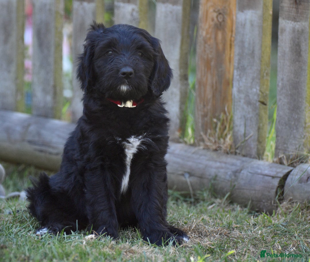 Labradoodle dogs for sale: Beautiful Puppies Ready for the Summer Holidays - Image 23