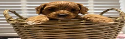 Cavapoo dogs for sale: F1 cavapoo in Gravesend - Advert 6