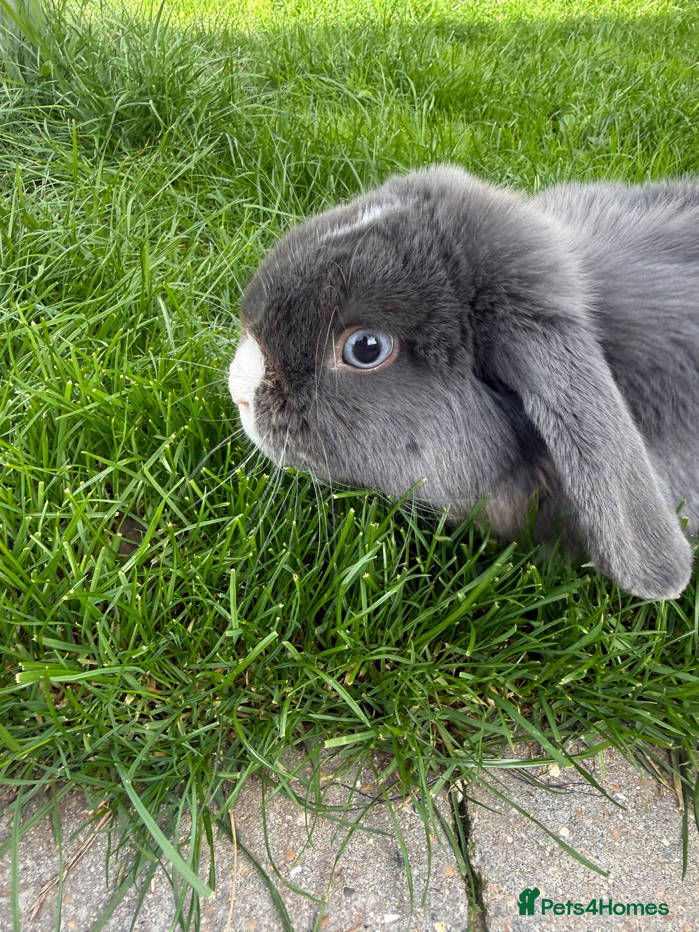 Mini Lop rabbits Mini lop bunny  - Advert 8