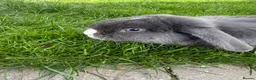 Mini Lop rabbits for sale: Mini lop bunny  - Advert 1