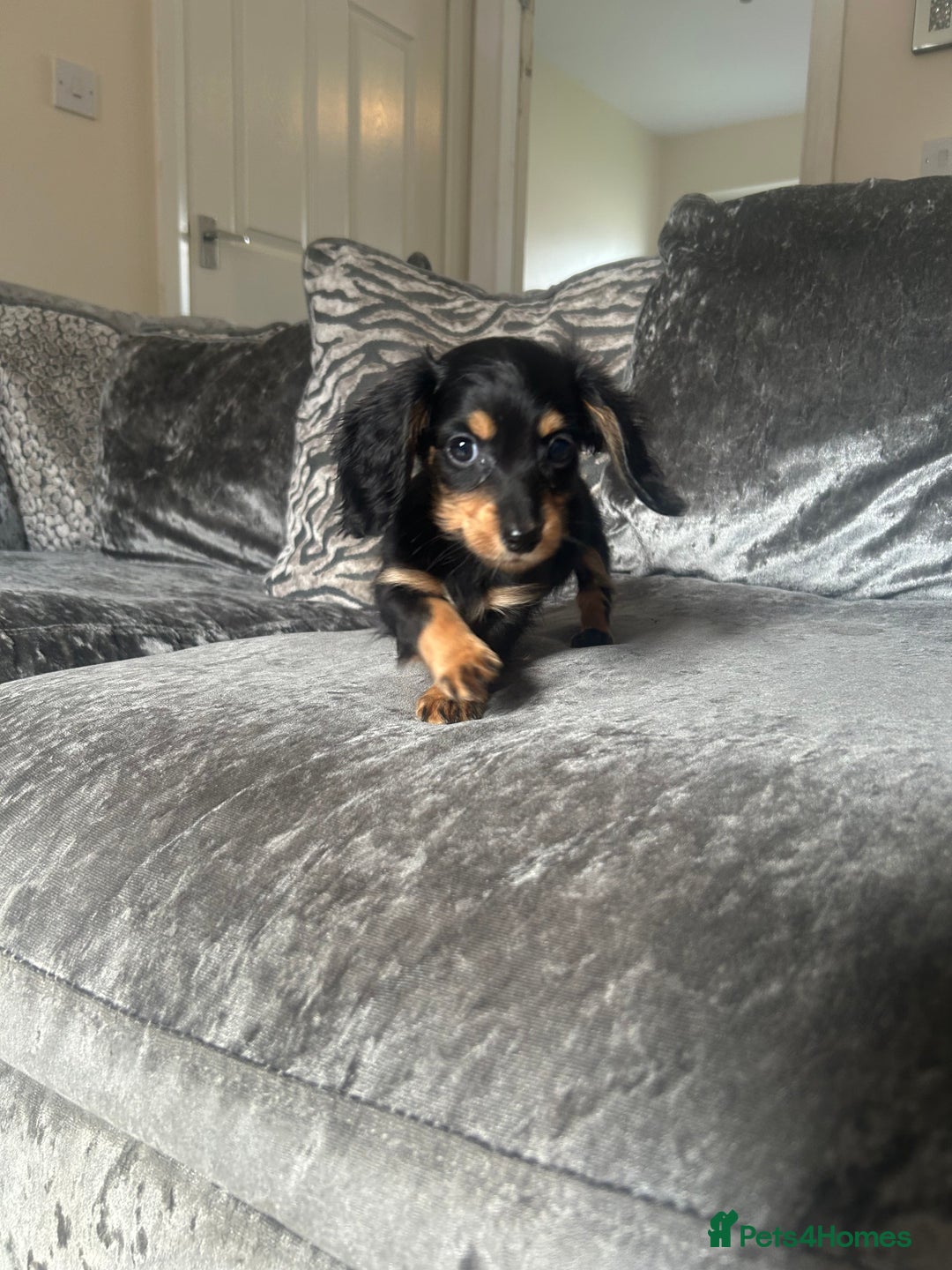 Miniature Dachshund dogs for sale: Miniature daschund puppies  - Image 2