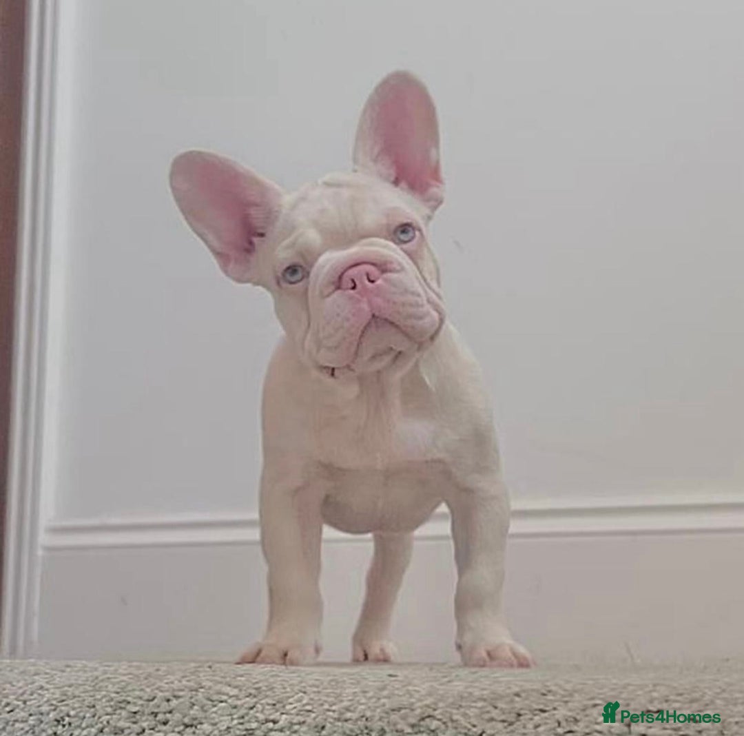 French Bulldog dogs for sale: Caramel Pink Husky Koi Male Puppy - Advert 18