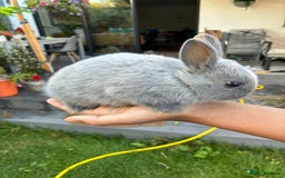 Netherland Dwarf rabbits for sale: Gorgeous Netherland dwarf bunnies  - Image 5