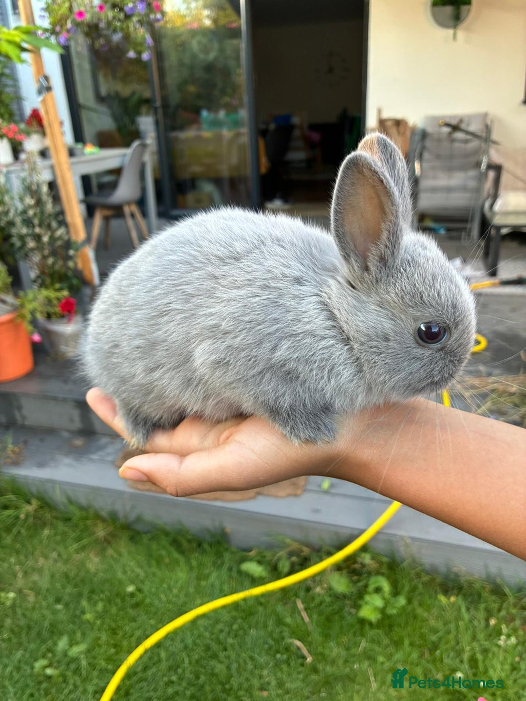 Netherland Dwarf rabbits for sale: Gorgeous Netherland dwarf bunnies  - Image 5
