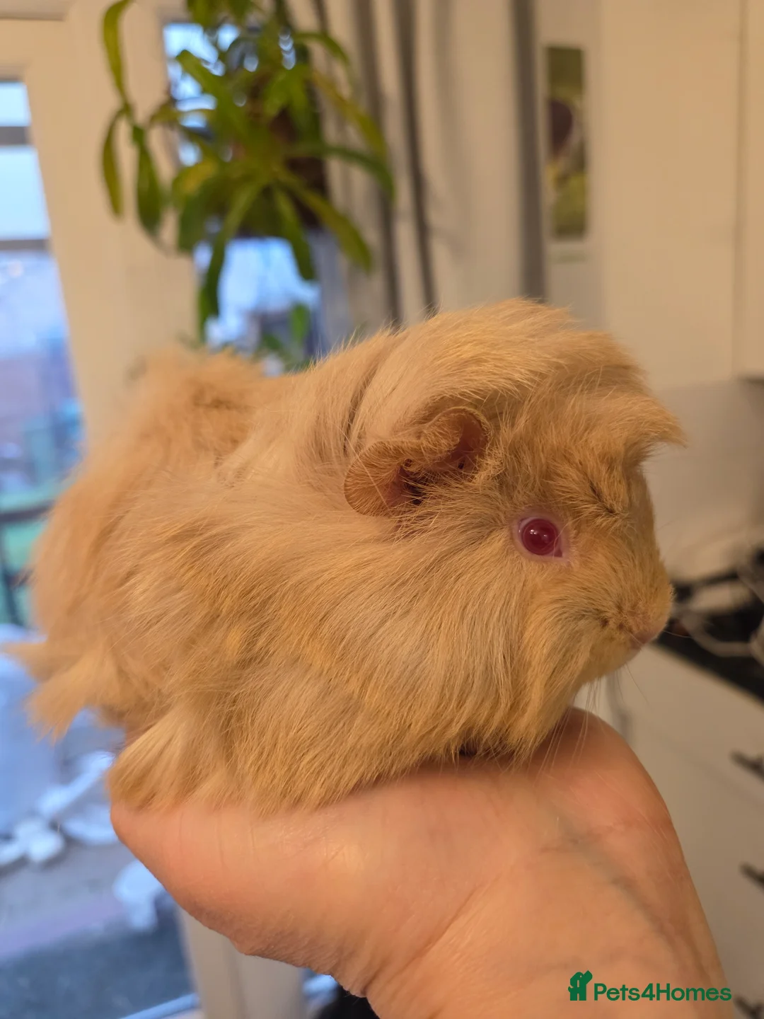 Guinea Pig rodents for sale: Beautiful fluffy baby boy - Advert 7